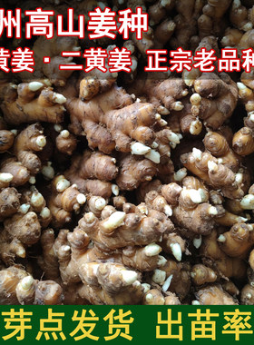 贵州高山小黄姜带芽点阳台种植