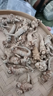 缅甸纯正天然全枝三七中缅边境特产山货