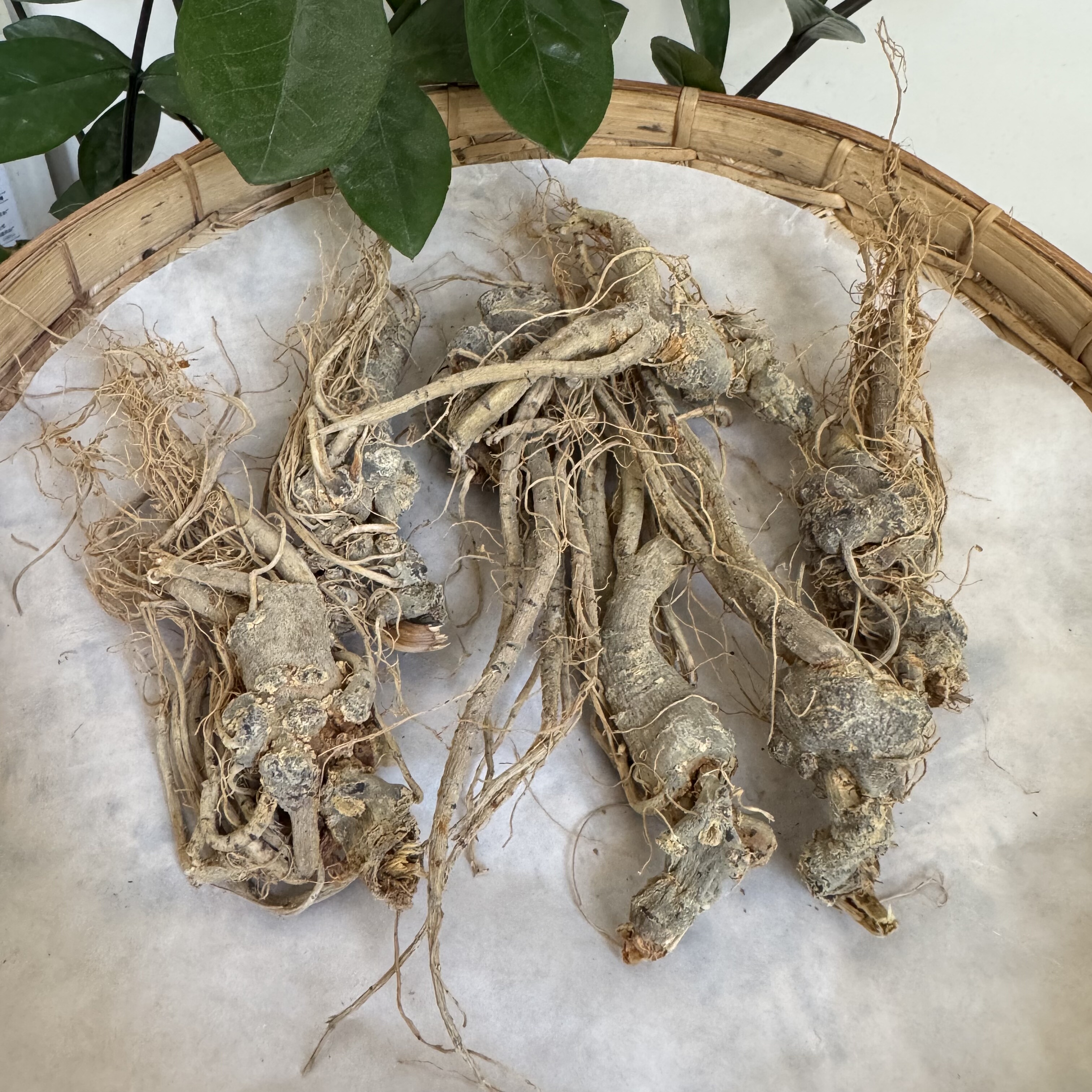 缅甸纯正天然人参三七全须三七纯野下山货干货中缅边境特产