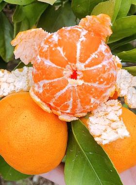 2025应季水果早熟橘子超甜10斤蜜橘新鲜蜜桔薄皮桔子现摘石门柑橘