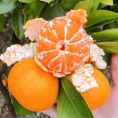 2025应季水果早熟橘子超甜10斤蜜橘新鲜蜜桔薄皮桔子现摘石门柑橘