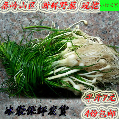 秦岭野葱野蒜小蒜头野葱小根蒜野葱野蒜野葱苗野葱新鲜野菜蔬菜