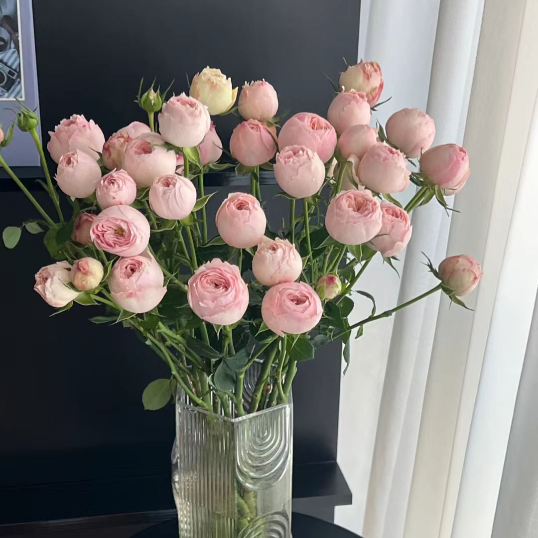 新鲜稀有多头玫瑰酷皮云南基地