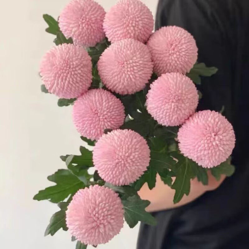 【顺丰冷链】精品A级乒乓菊烟花菊鲜花花材办公室家庭水养瓶插,鲜花速递/花卉仿真/绿植园艺,花材,淘宝优惠券,粉丝福利购,淘宝优惠卷