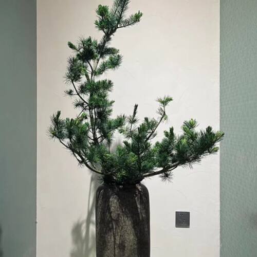 精品A级松针鲜切枝天然木质香