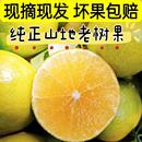 皇帝柑正宗广东德庆现摘老树皇妃贡柑时令应季 新鲜水果非橙桔子