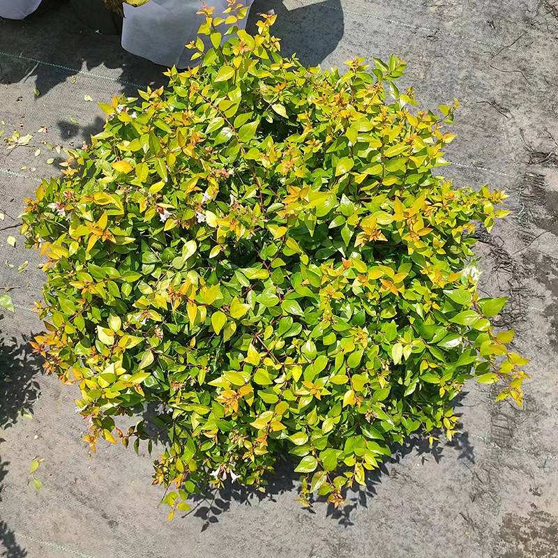 进口日出大花六道木盆栽万花筒金叶树苗庭院花园植物耐寒室外地栽