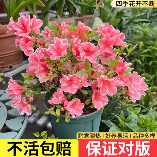 进口四季杜鹃花盆栽康乃馨云隙阳光纺绸小苗耐寒耐热好养开花植物