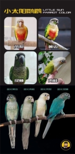 新疆小太黄边绿颊凤梨肉桂蓝化凤梨蓝化绿颊网红香吉士月亮翅红腹