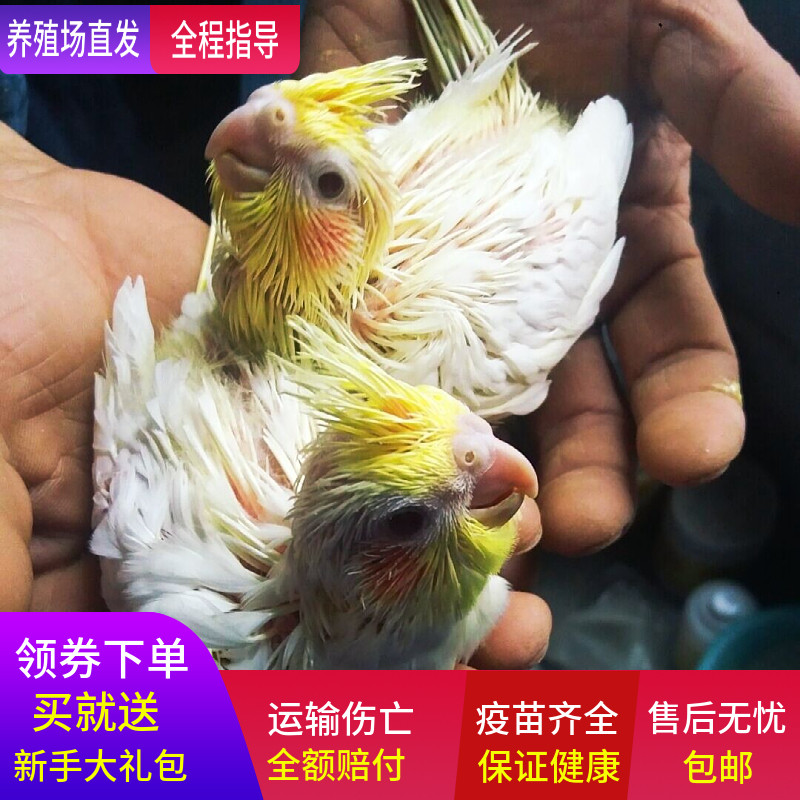 玄凤鹦鹉雏鸟活体亲人幼鸟观赏繁殖活物手养宠物黄化珍珠原始包邮
