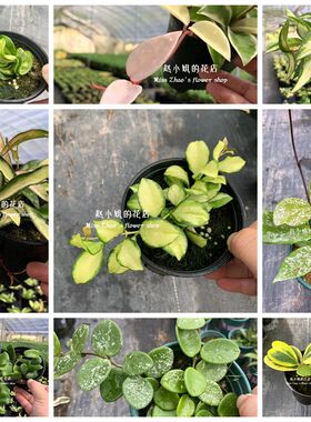 赵小姐花叶球兰盆栽三色卷叶内外锦克林顿心大苗休斯科尔冰糖银粉