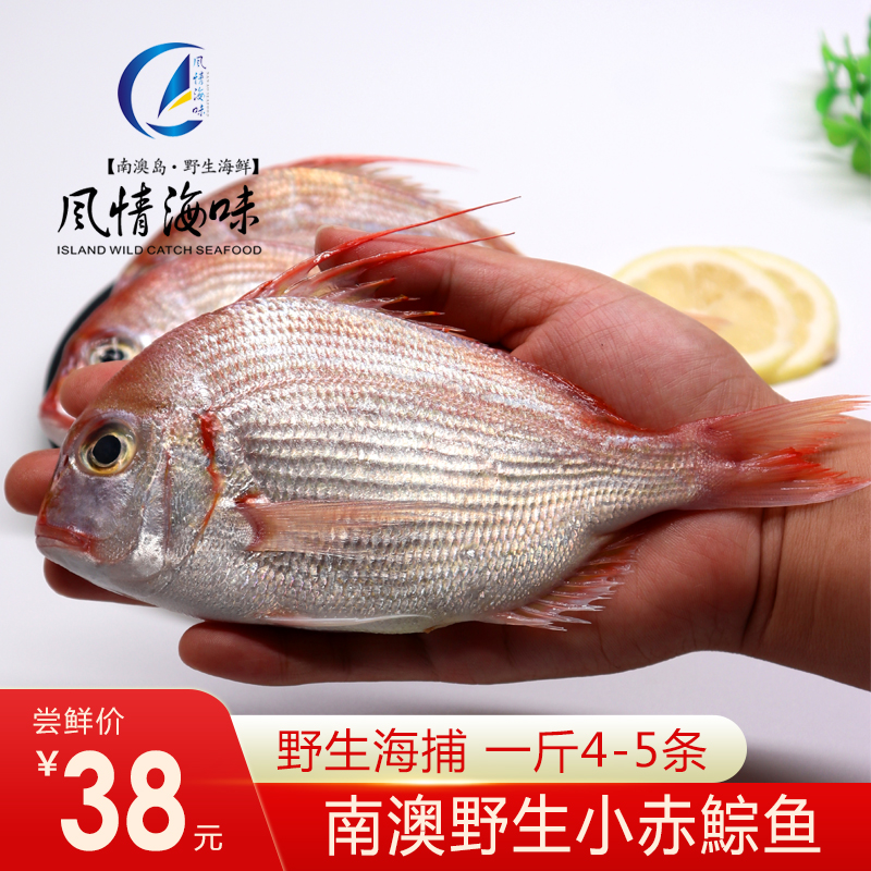 南澳野生海捕新鲜赤棕鱼真鲷鱼当天现捕鲜活水产海鱼一斤4-5条