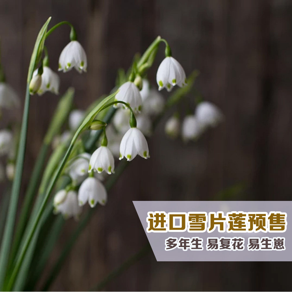 荷兰进口雪滴花种子阳台盆栽