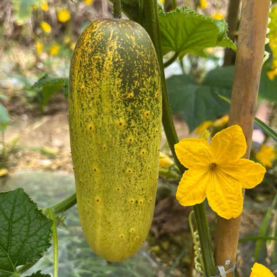 贵州特产高产老品种黄瓜种可留种本地老黄瓜农家自留种四季种植