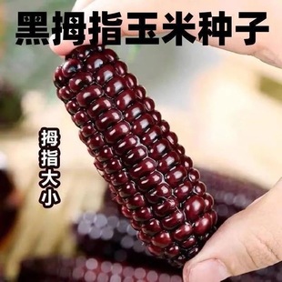 西双版纳黑糯米玉米种子手指玉米种子可留种 非转基因
