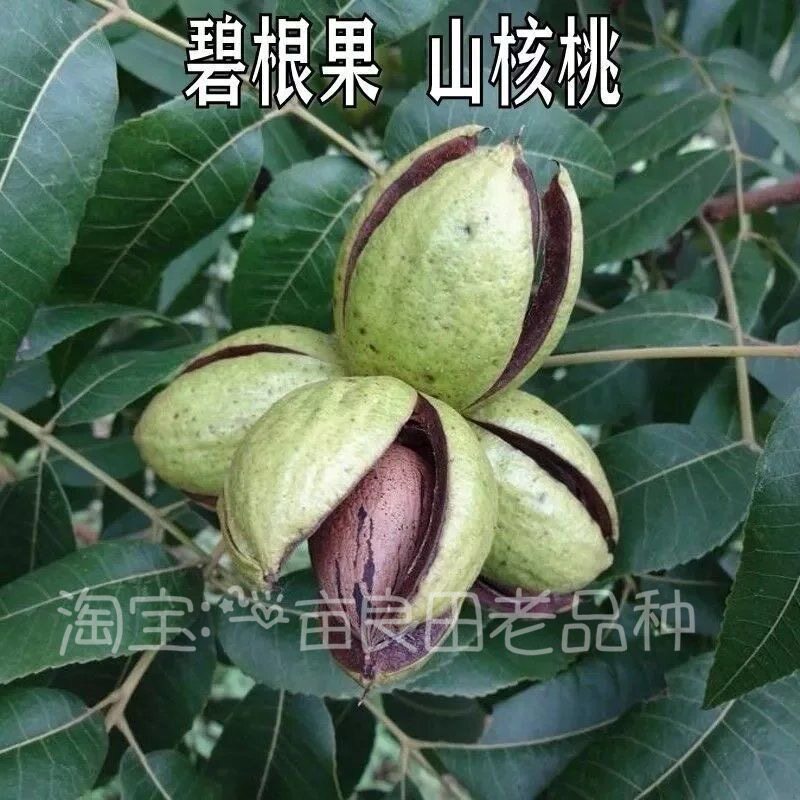 碧根果种子薄皮山核桃种子薄壳山核桃种子核桃树种子林木种子四季
