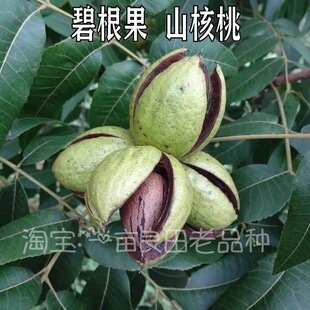 碧根果种子薄皮山核桃种子薄壳山核桃种子核桃树种子林木种子四季