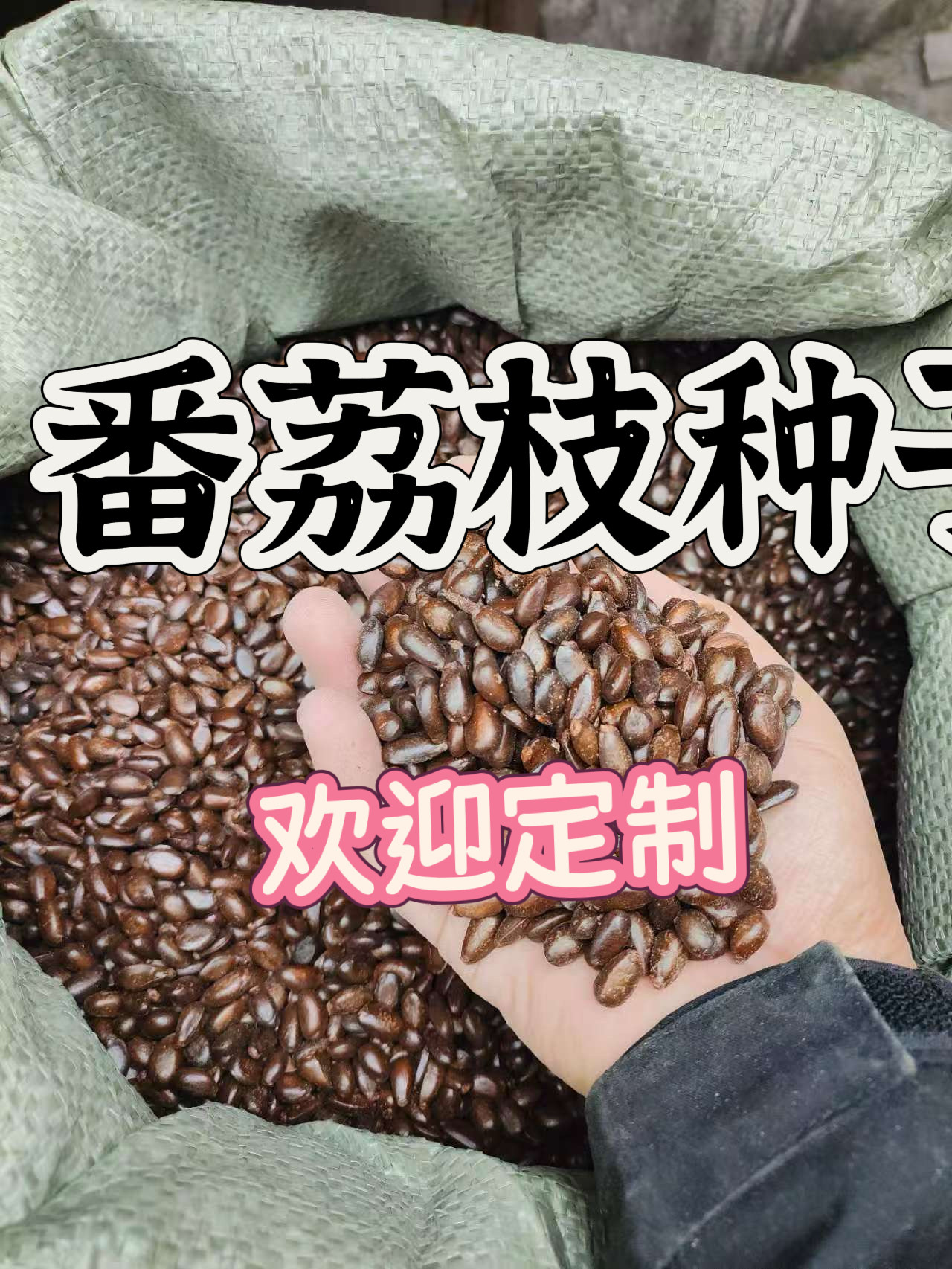 番荔枝种子 新鲜定制 量大优惠 水果种子