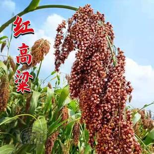 原装高粱种子 抗四矮杆高粱种子 高产营养抗旱防鸟害酿酒用红高粱