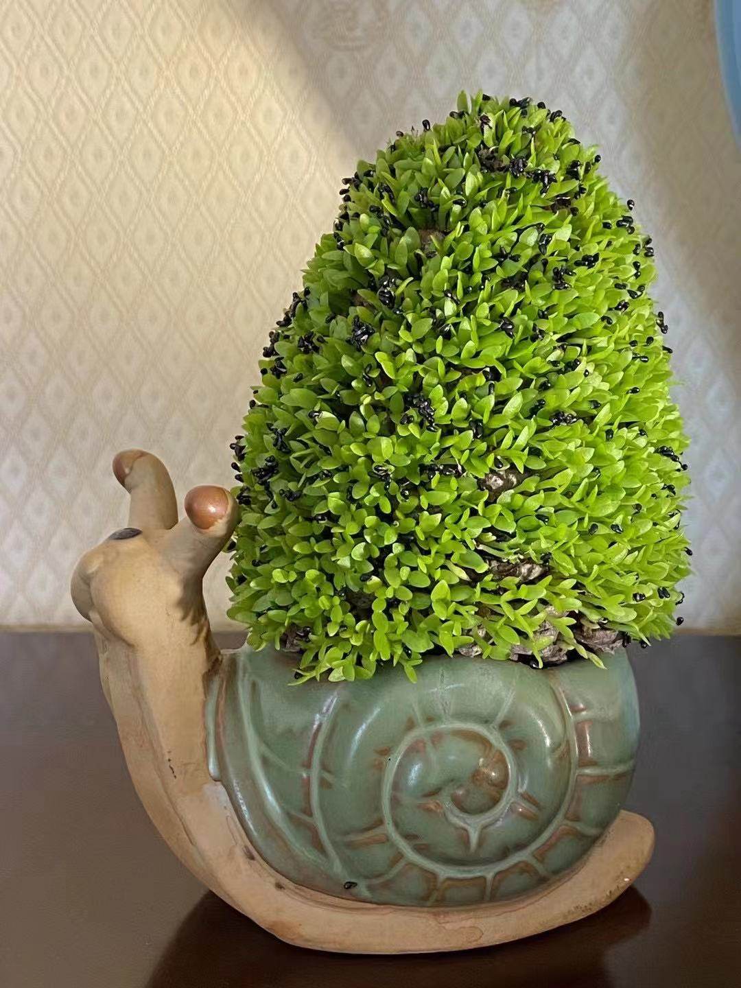 火龙果种子红心苗南方北方种植当年结果盆栽 发财树护盆草种子,鲜花速递/花卉仿真/绿植园艺,家庭园艺种子,淘宝优惠券,粉丝福利购,淘宝优惠卷