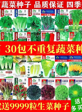 20包蔬菜种子套餐四季易种菜种子阳台盆栽庭院夏秋冬季各种菜种子