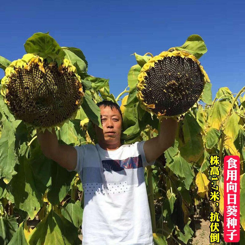 大型食用向日葵种子 高产瓜子大家庭园艺种子