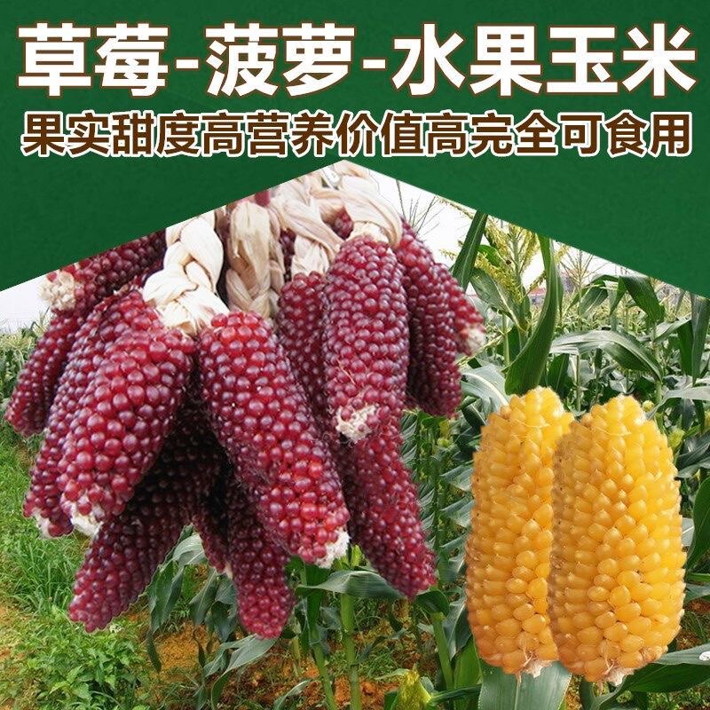 水果玉米种子草莓菠萝玉米种子甜糯玉米种子四季播种蔬菜水果种籽