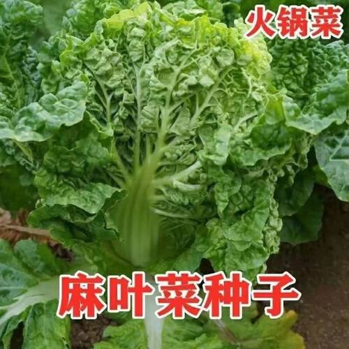火锅菜种子白菜种子伟铭65白菜种子大白菜种子叶多多无筋白菜种子