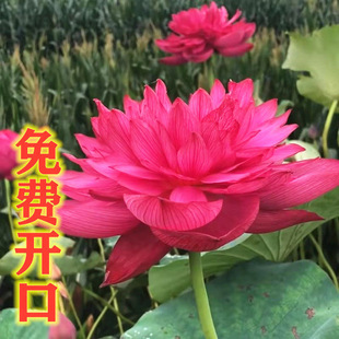 大型观赏荷花盆栽重瓣荷花 莲花种子 荷花水池荷花种子