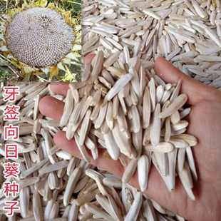 白牙签食用葵种子新疆特产牙签瓜子象牙白高产耐旱庭院观赏向日葵