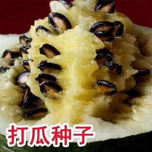 打瓜种子产籽西瓜种子黑皮白心黄心西瓜种子高产抗病瓜子籽实肥美