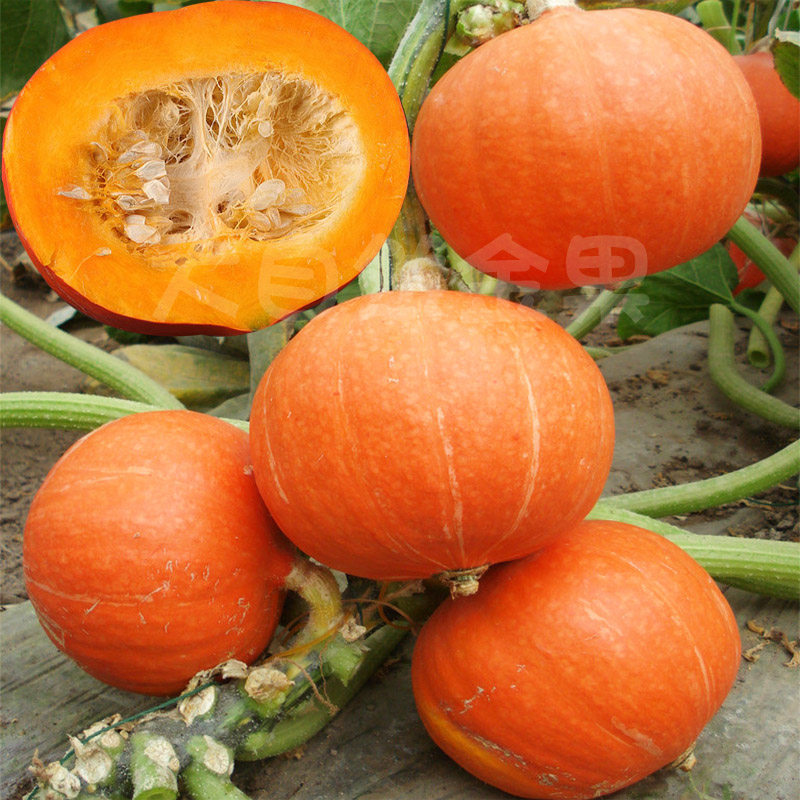 红栗王南瓜种子红皮板栗南瓜籽迷你宝宝辅食香糯春夏秋季蔬菜种孑