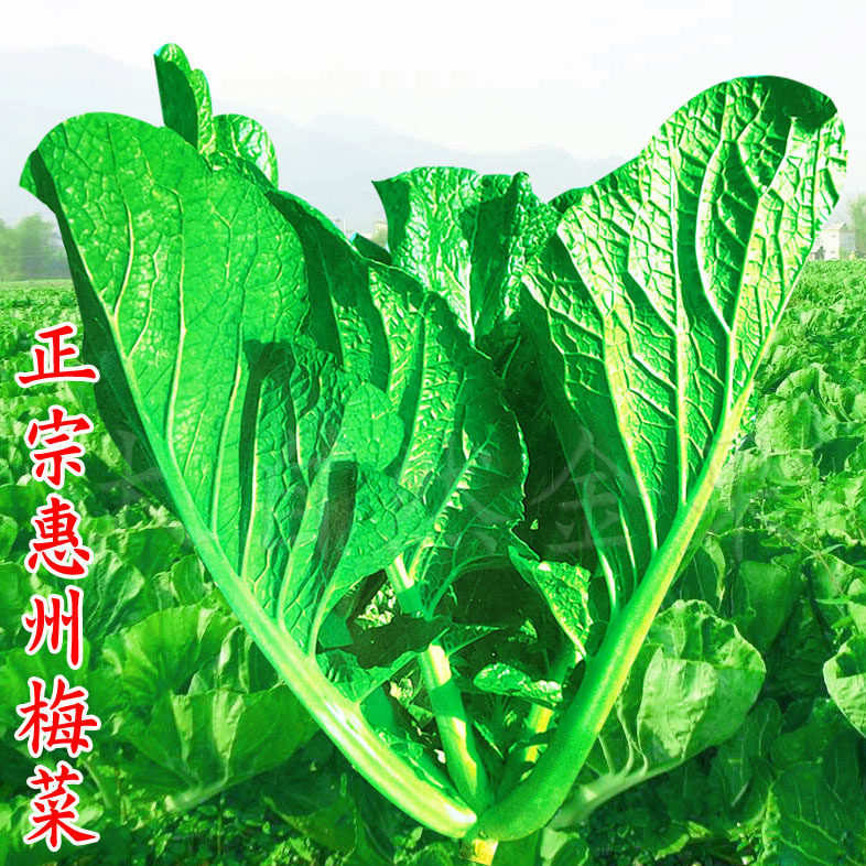 惠州梅菜种子四季芥菜种籽春秋季梅菜扣肉青菜籽腌制大田蔬菜种孑