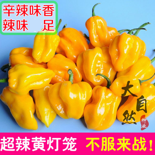 海南黄灯笼辣椒种子春季菜种籽特辣皇帝椒魔鬼椒阳台盆栽蔬菜种孑