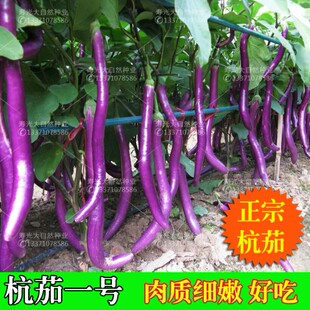 杭茄种子种苗子长线茄子种籽紫红皮春季 早熟 阳台盆栽蔬菜种孑四季