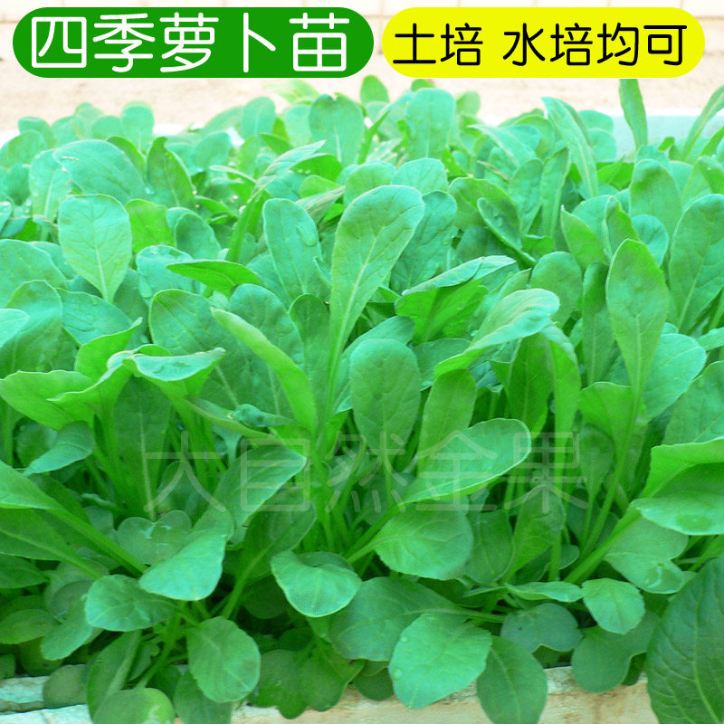 萝卜苗种子四季播青菜种籽萝卜籽茎叶缨子芽苗菜种子阳台盆栽蔬菜