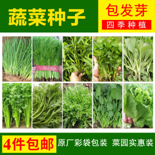 阳台庭院盆栽四季 播蔬菜种子种籽孑生菜油菜瓜菠菜香菜小葱芹菜籽