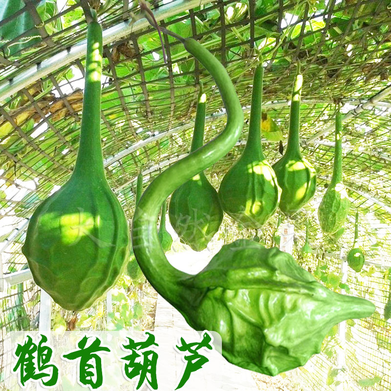 鹤首葫芦种子文玩葫芦种子长柄大葫芦秋季四季盆栽阳台庭院观光园