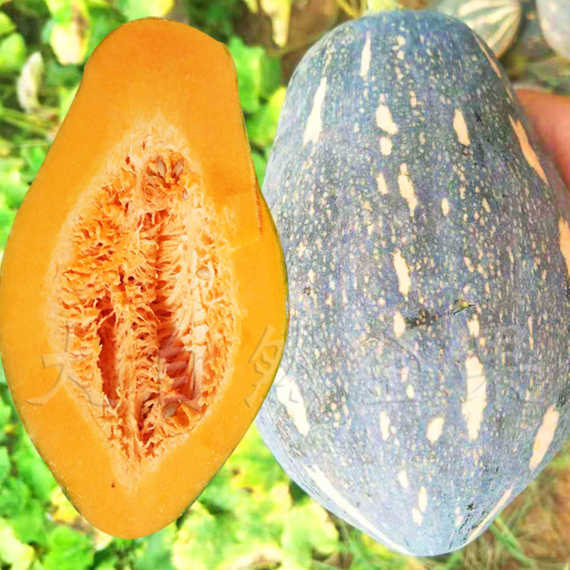 台湾香芋南瓜种子蜜本南瓜种籽春季瓜种庭院大田盆栽蔬菜种孑四季