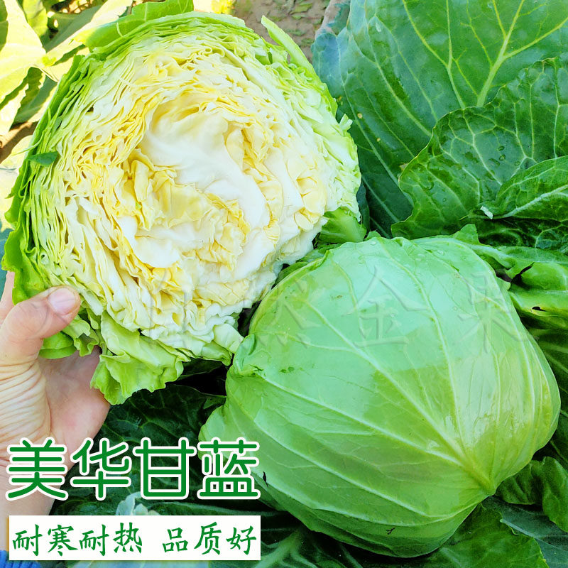 美华甘蓝种子包菜卷心菜种籽夏秋季越冬青菜籽耐热耐寒蔬菜种孑籽