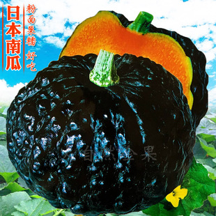 蔬菜种孑高产四季 日本黑南瓜种子黑皮疙瘩南瓜种籽短蔓甜春季 盆栽