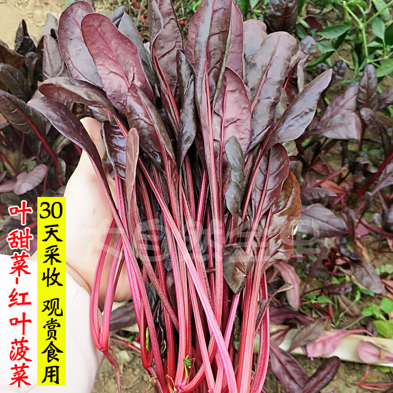 蔬菜阳台盆栽菠菜种子