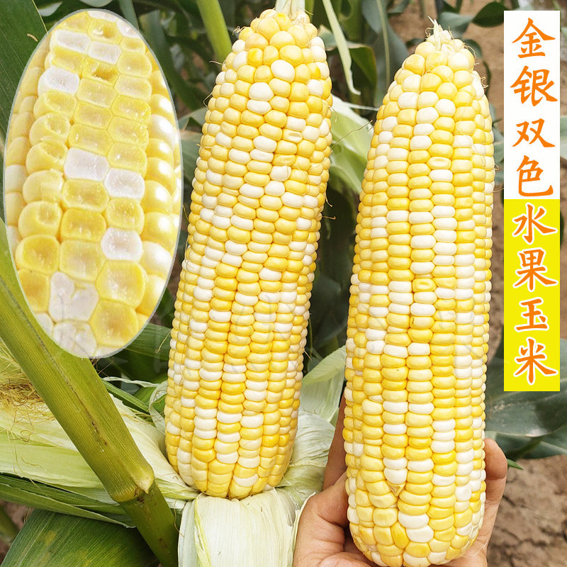 超甜水果玉米种子黄白色金银双色甜玉米种籽可生食苞米春夏季大田