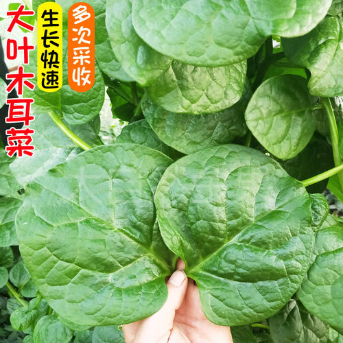 蔬菜四季种籽孑爬藤大叶木耳菜