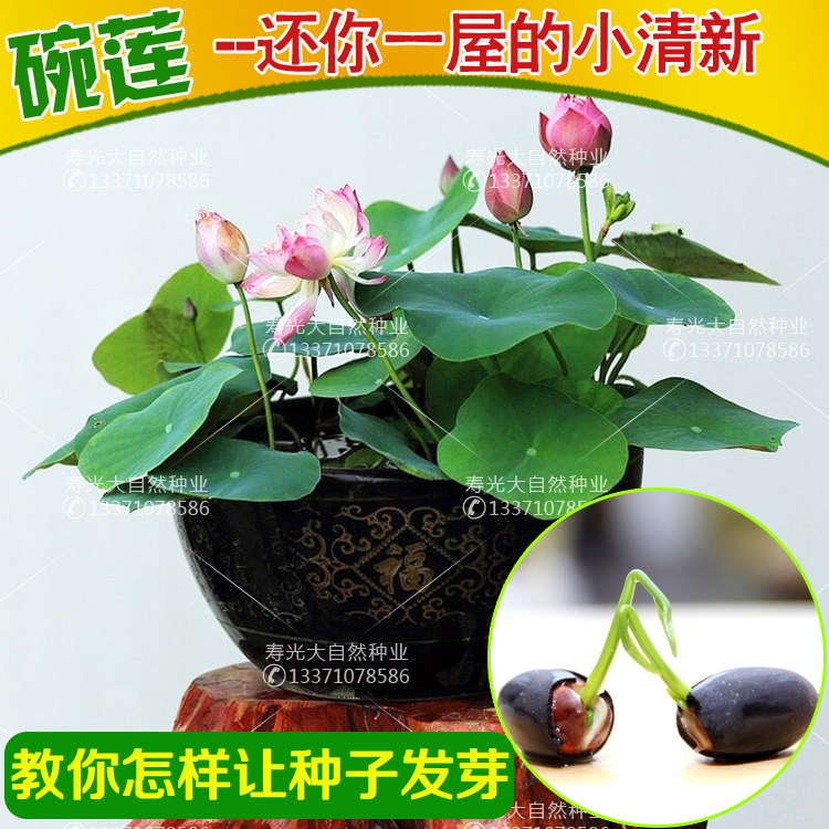 碗莲种子观赏莲花 睡莲水培植物雪莲荷花小睡莲种子阳台盆栽四季