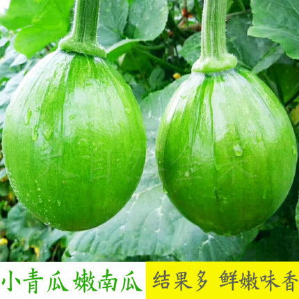 小青瓜种子圆嫩南瓜种籽早熟四季葫芦瓜籽爬藤春秋季高产蔬菜种孑