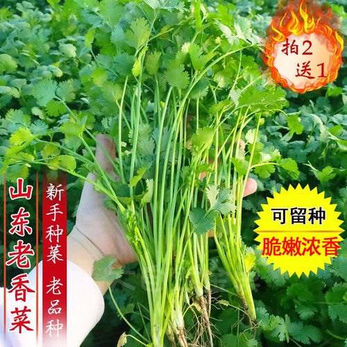 蔬菜蔬菜芫荽阳台盆栽种子