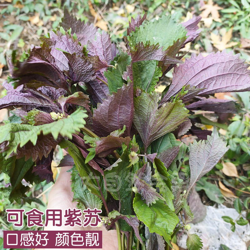 紫苏种子双面紫色绿苏春秋四季阳台盆栽青菜籽大叶苏子籽野菜种孑-封面