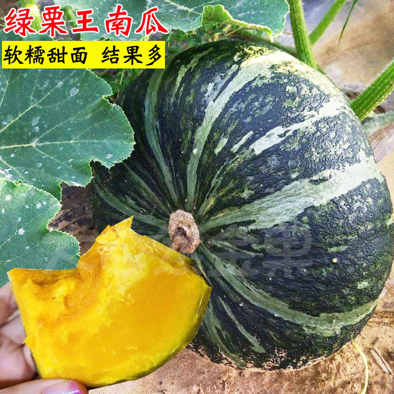 板栗味南瓜种子绿甜栗南瓜种籽短蔓早熟春夏季四季菜籽子蔬菜种孑
