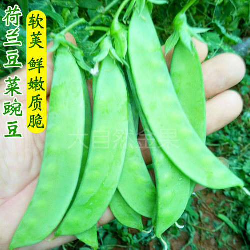 大荚荷兰豆种子软荚菜豌豆甜脆豌豆仁籽春夏秋季农家菜园蔬菜种孑 - 封面